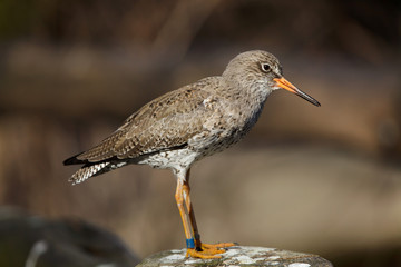 Common redshank (Tringa totanus).