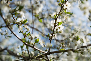 Obraz premium blooming apple tree in spring