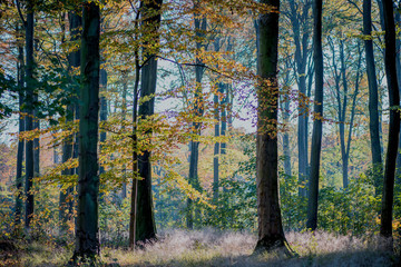 forest in autumn