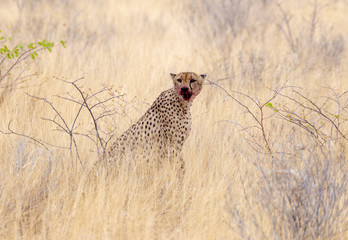 Cheetah after a kill