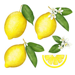 Lemon set with halves and flowers on white background. Citrus set. Painted illustration.