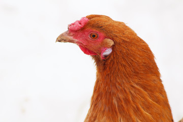 hen on white background