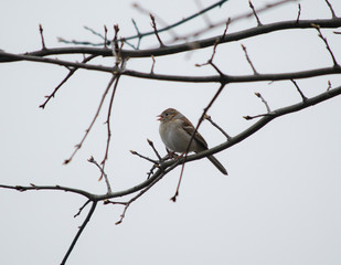 Field Sparrow