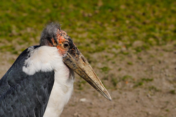 Portrait of large wading bird marabou stork (Leptoptilos crumenifer)