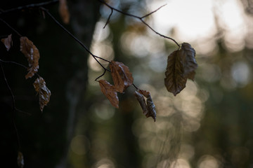 autum leaf