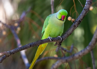 green parrot on the tree 
