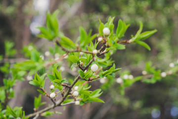 berries on a branch