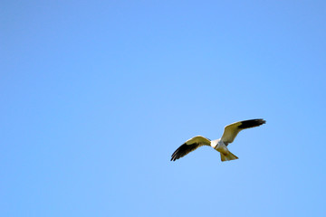 Fototapeta na wymiar black wing kite