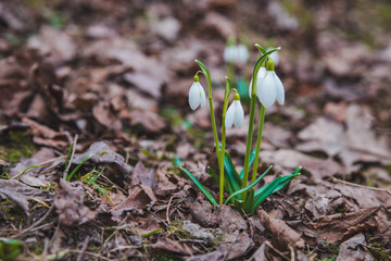 snowdrops close up in city park