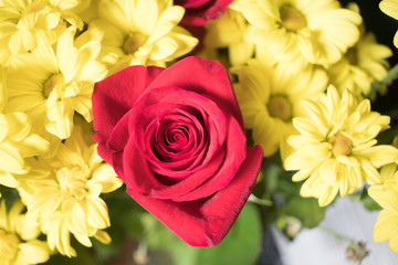 Bouquet of roses flowers