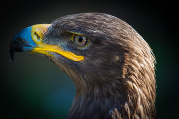 Bird of Prey close up detail