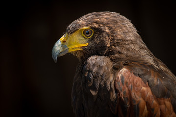 Bird of Prey close up detail