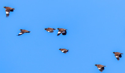 birds in flight