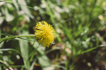 dandelion in grass