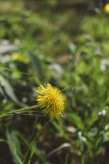 dandelion in the grass