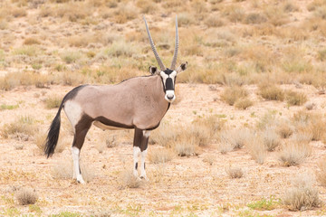 Gemsbok, Oryx gazella, in the Kgalagadi Transfrontier, National Park, Northern Cape, South Africa