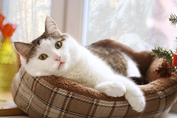 young caucasian business woman executive posing in military style trench coat