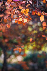 autumn leaves on tree