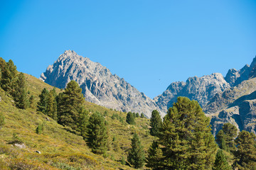 Bergmassiv mit Zirbenwald