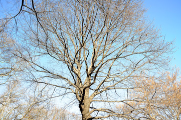 The spreading branches of leafless hibernating trees in winter against blue sky.