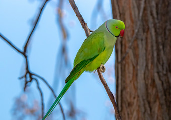 green parrot on the tree 
