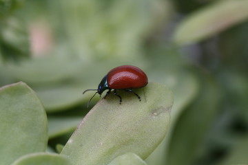 coccinella
