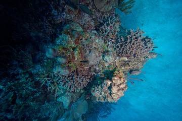 Reef (Grand Cayman, BWI)