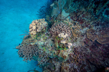 Naklejka na ściany i meble Reef (Grand Cayman, BWI)