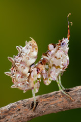 Gottesanbeterin Blütenmantis Larve lauert Beute auf