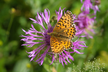 Obraz premium Farfalla