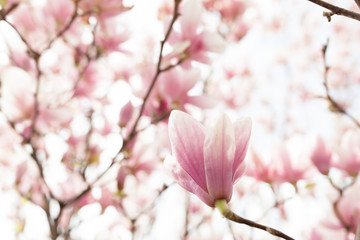 Closeup of magnolia tree blossom with blurred background and warm sunshine
