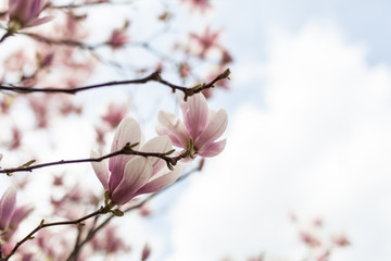 Closeup of magnolia tree blossom with blurred background and warm sunshine