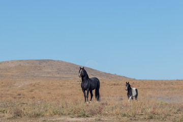 Wild Horse Mare and Foal in Utah