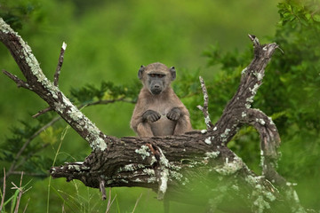 chacma baboon, papio ursinus, cape baboon