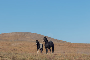 Fototapeta na wymiar Wild Horse Mare and Foal in Utah