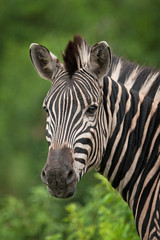 Fototapeta na wymiar plains zebra, equus quagga, common zebra