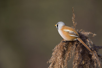 A male Bearded reedling (Panurus biarmicus) perched in the cold morning sun foraging in the reeds. perched and eating from the reeds at the water's edge.