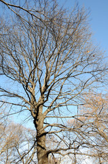 The spreading branches of leafless hibernating trees in winter against blue sky.