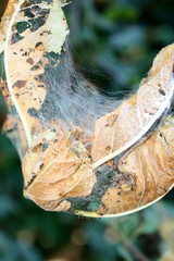The leaves of the apple tree are affected by caterpillars.