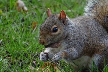 London squirrel