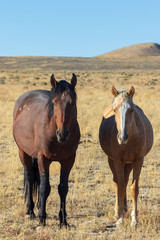 Wild Horse Mare and Foal in Utah
