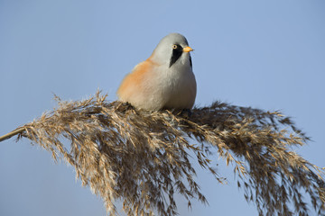 A male Bearded reedling (Panurus biarmicus) perched in the cold morning sun foraging in the reeds. perched and eating from the reeds at the water's edge.