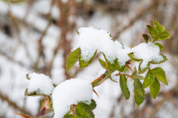 another green rose bush covered with the first snow