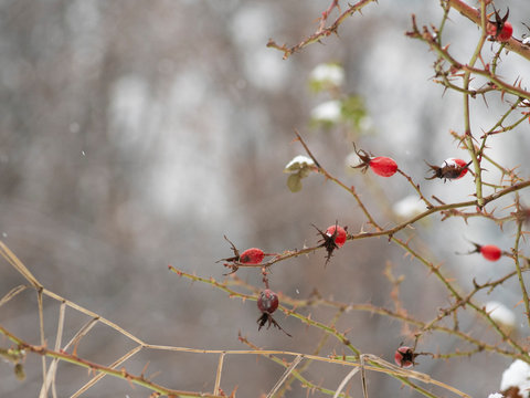 red rosehip berries