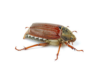 Cockchafer (Melolontha melolontha) isolated on white background - view from below