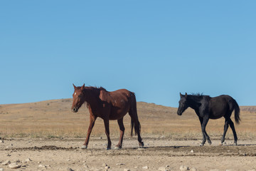 Fototapeta na wymiar Wild Horse Mare and Foal in Utah