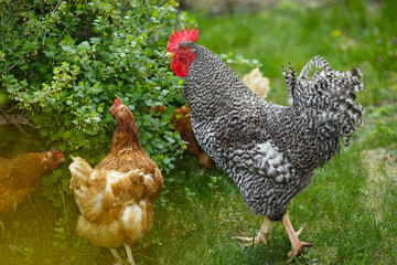 Rooster with hens in the summer garden in the background of green vegetation.