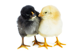 Tiny yellow and black chickens