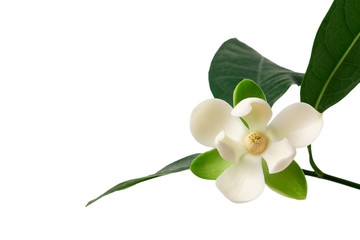 White magnolia flower and green leaf on isolated white background with clipping path.