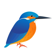 Bird kingfisher isolated on white, vector illustration